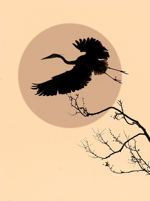 Heron