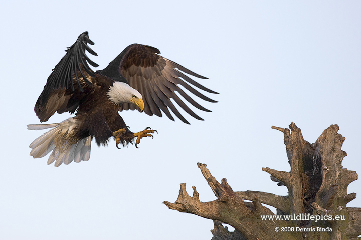 Bald Eagle