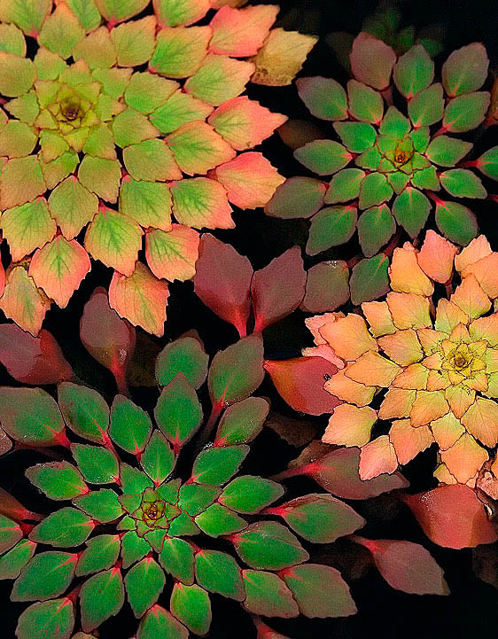  Mosaic Plant with Repost