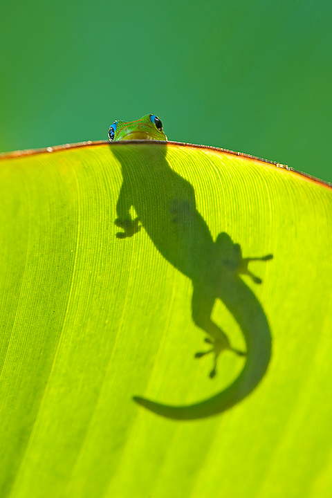 Gecko on Banana II