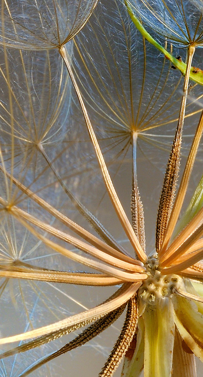 Seed Head