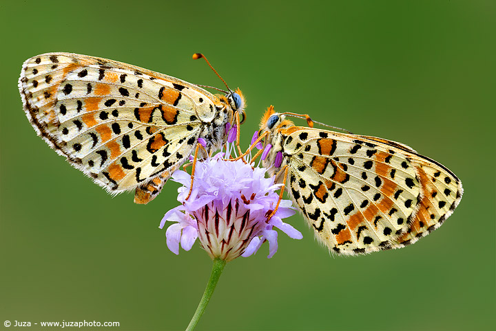 Melitaea didyma