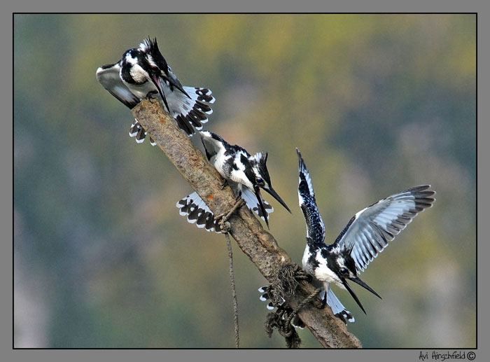 3 X Pied Kingfisher (Ceryle rudis ) # 4 on the way