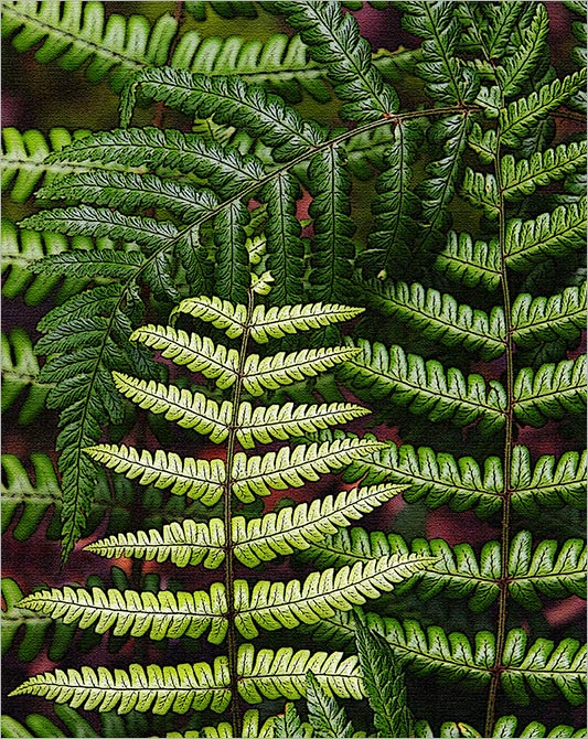 Filterd ferns