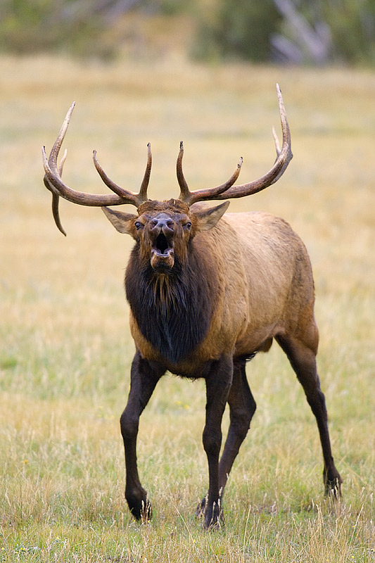 Elk
