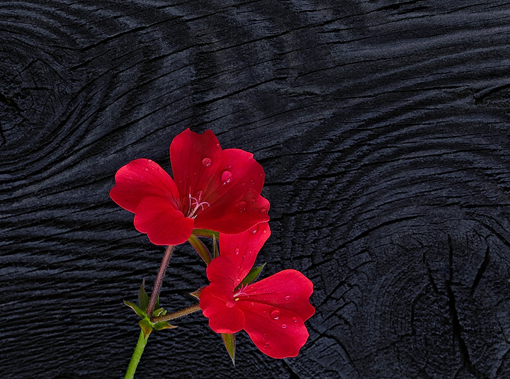 Photo of the Month 10/08