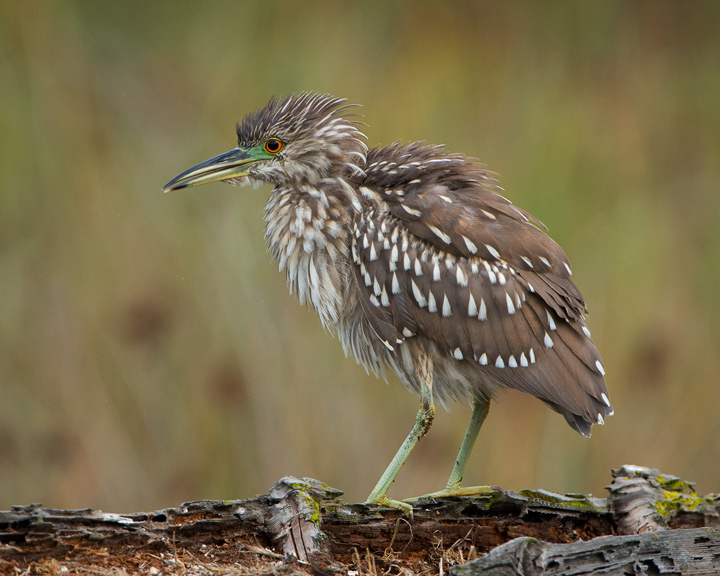 Black-crowned Night Heron