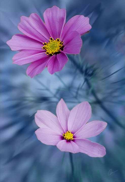 Cosmos in the Mist
