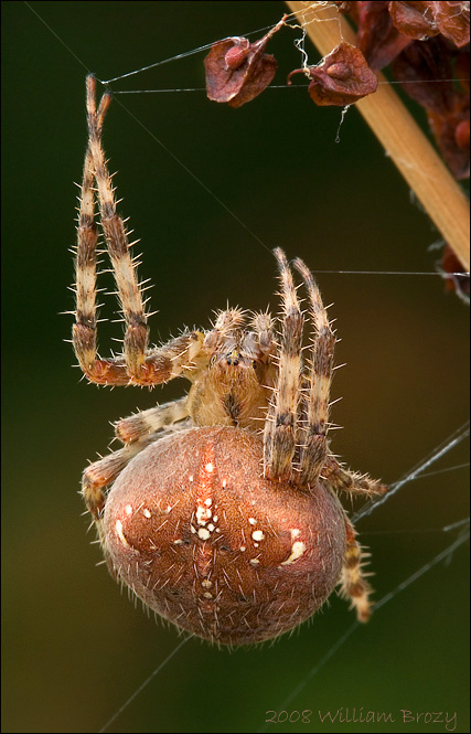 Shamrock Spider