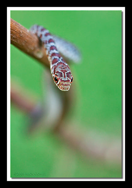 Backyard Visitor