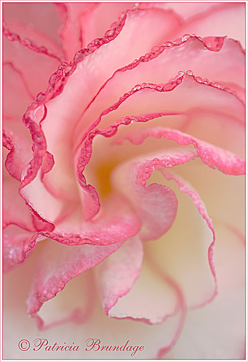 Tuberous Begonia