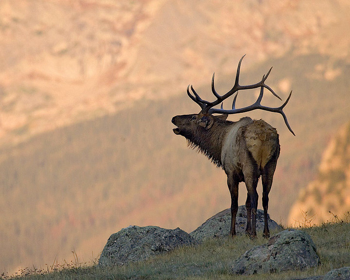 Elk