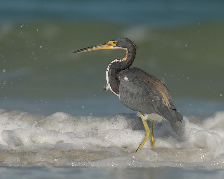 Tri-colored Heron