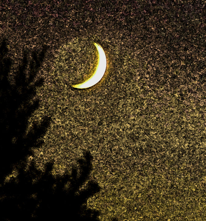 Coyote Moon