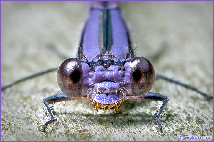 WC 352#  Purple People Eater?