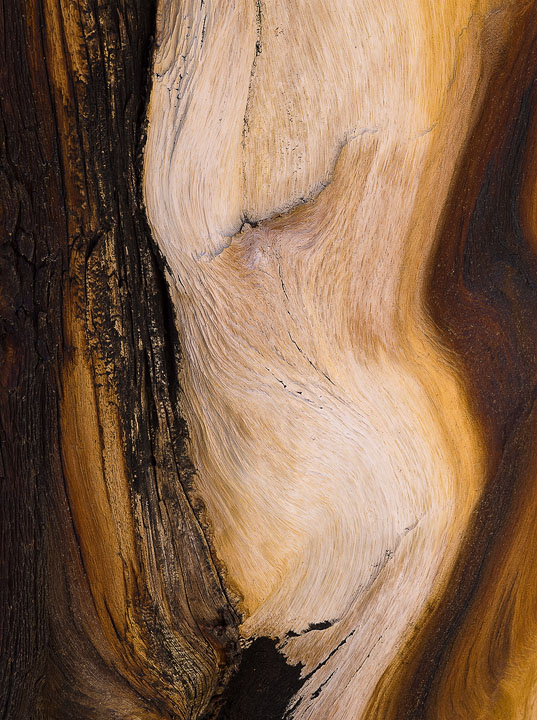 Erotic Pine