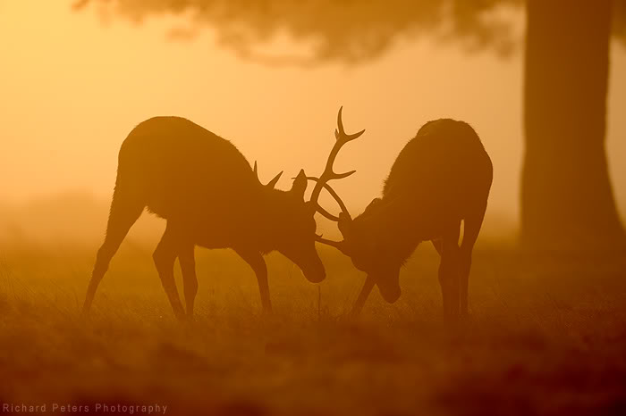 Sunrise deer fight