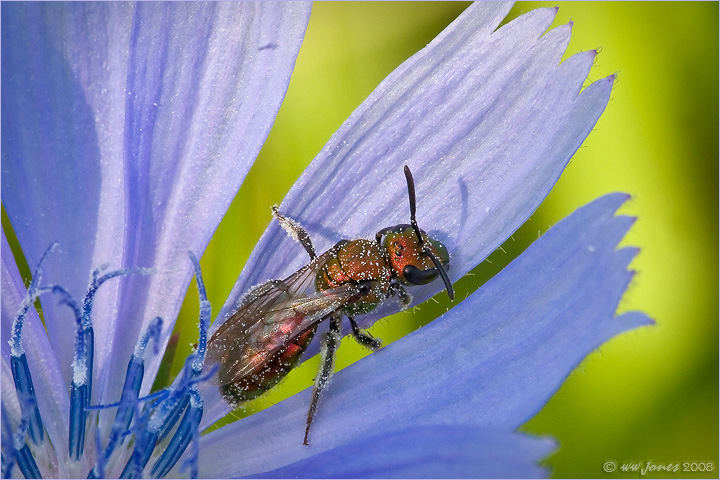 Pollen Bath II – COMMENTS?