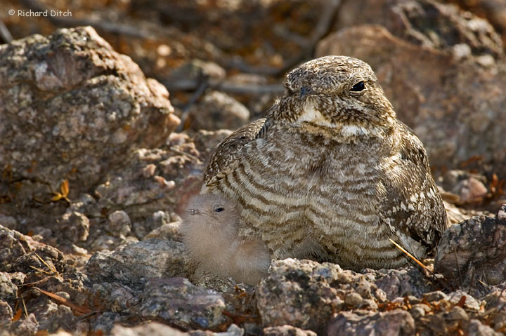WC #354 - Lesser Nighthawk
