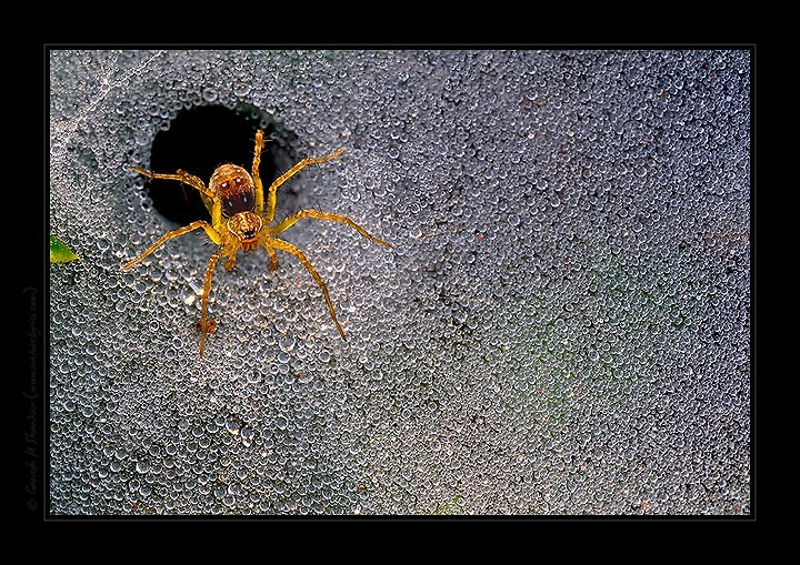 Tunnel Spider