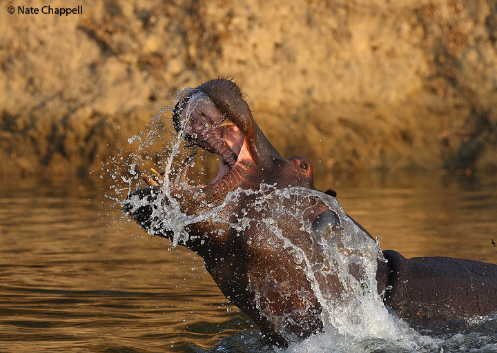 Hippo Threat Display