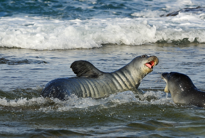 rare, endangered Hawaiian Monk Seals