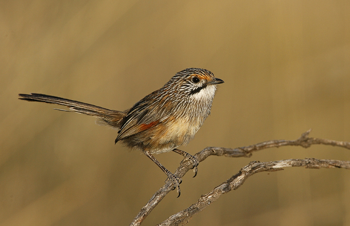 Striated Grasswren #2