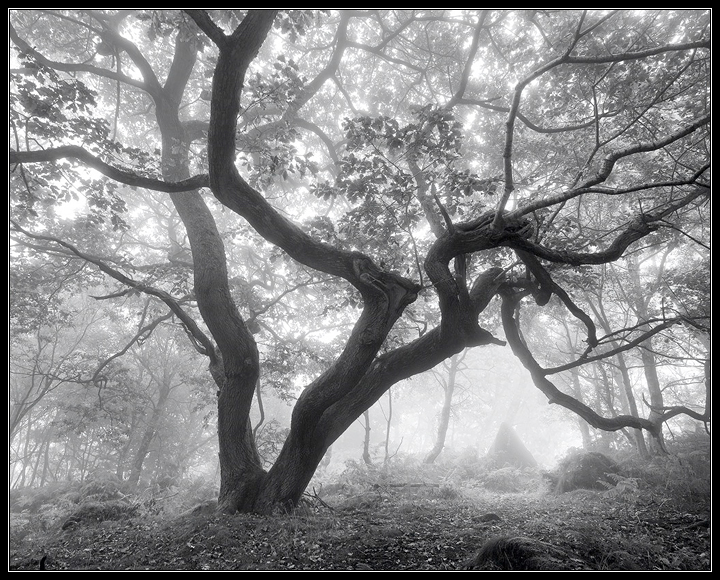 Deep in the forest