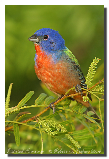 One last Painted Bunting