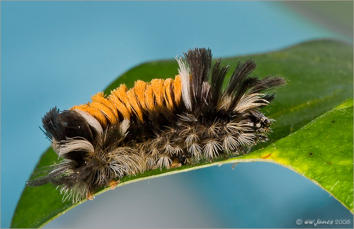 Walking Scrub Brush