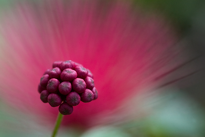 Suriname Powder Puff