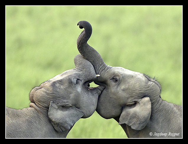 Young Elephants play-fighting 2