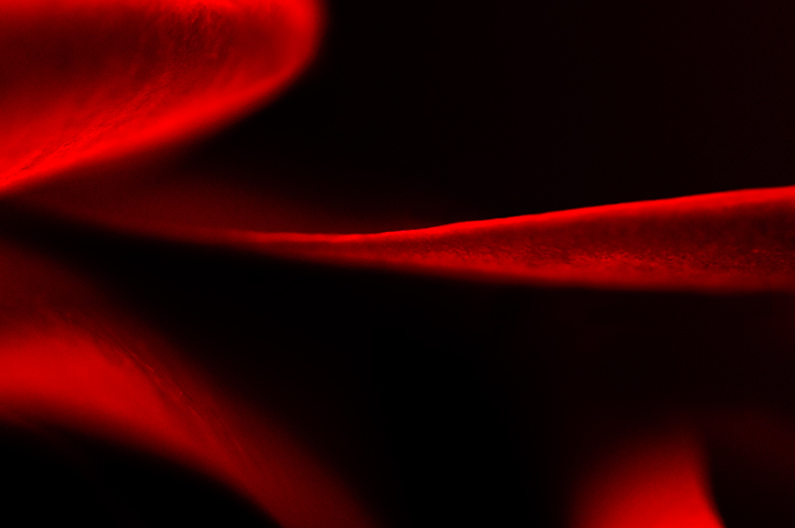Rose Abstract