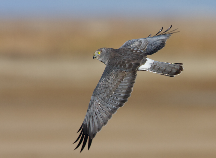 Northern Harrier - male