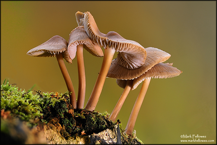Autumnal mushrooms