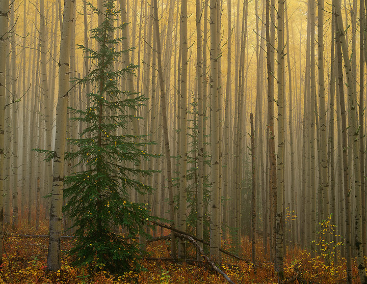 Aspen Forest, Alaska