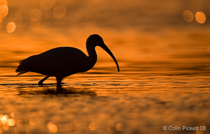 Ibis at sunset