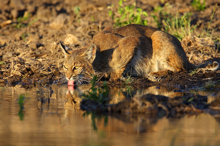 Wild Bobcat