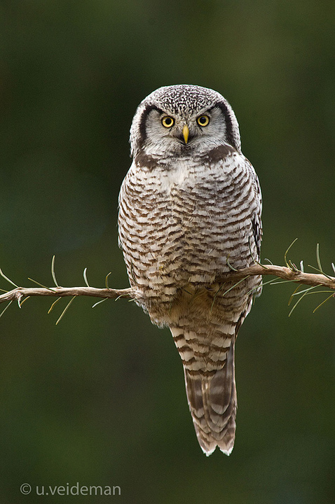 Hawk Owl