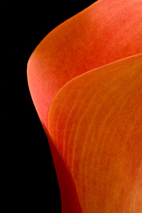 Calla Curves