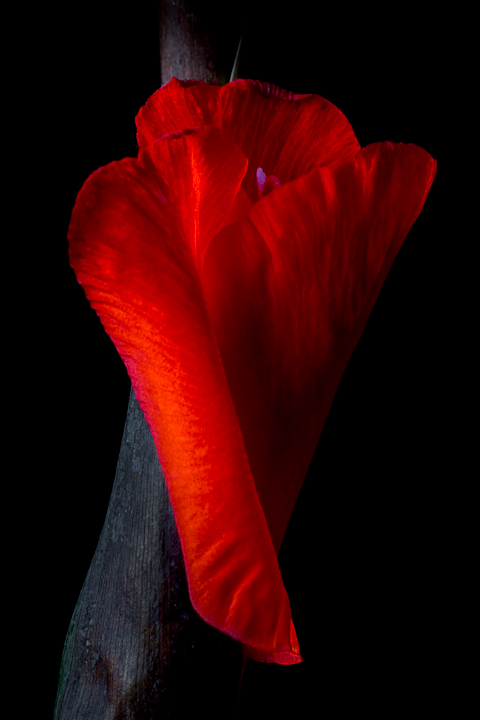 Valentine