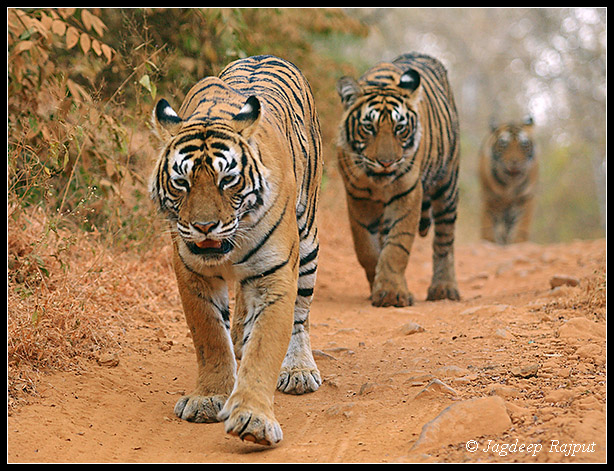 Royal Bengal Tigers