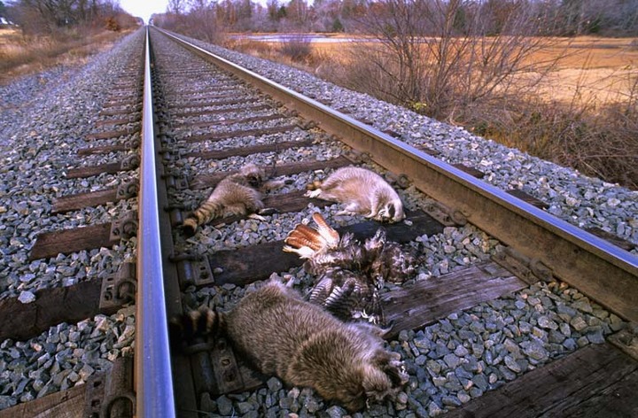 Three raccoons and a red-tailed hawk