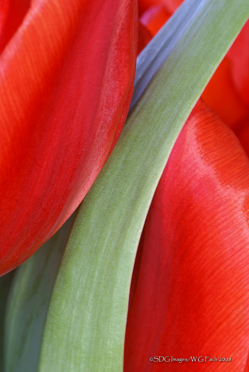 Caress