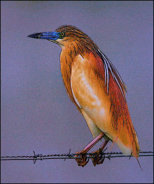 Squacco Heron