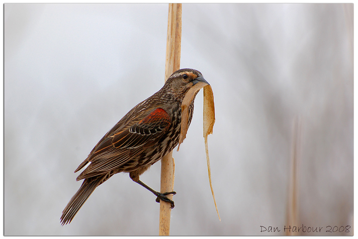 Redwing Blackbird Female