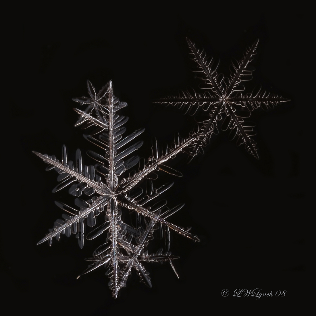 Snowflakes