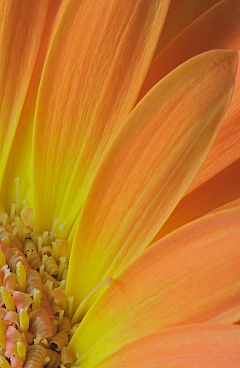 Ascending Petals
