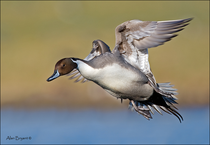 Pintail in-flight