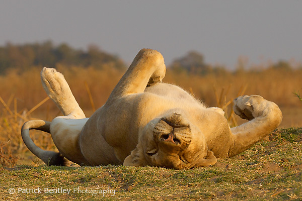 First post - Sleeping Lioness